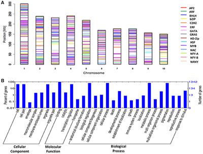 Structural, Functional, and Evolutionary Characterization of Major Drought Transcription Factors Families in Maize